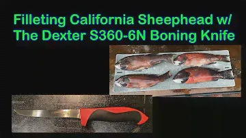 Filleting California Sheephead With The Dexter S360-6N Boning Knife